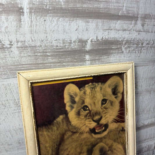 Vintage Lion Cubs Framed Print