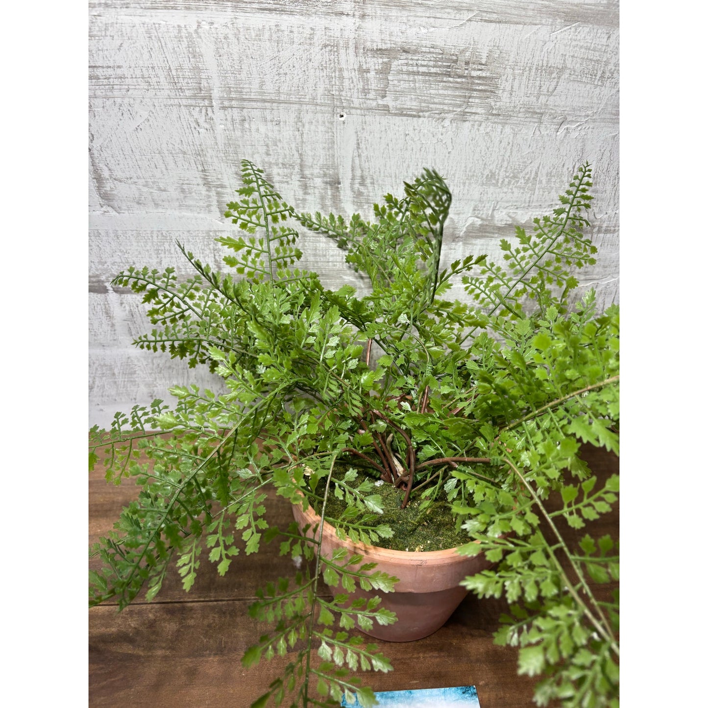 Faux Fern In Terracotta Pot