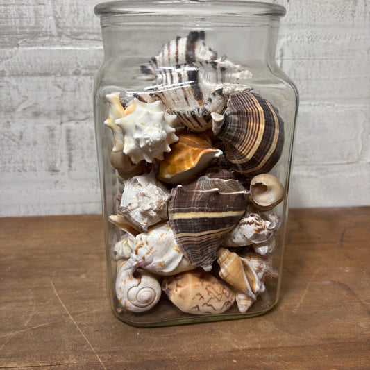 Glass Jar Full Of Seashells