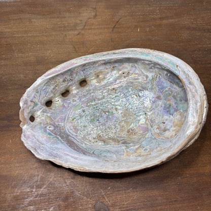 Abalone Iridescent Natural Seashell