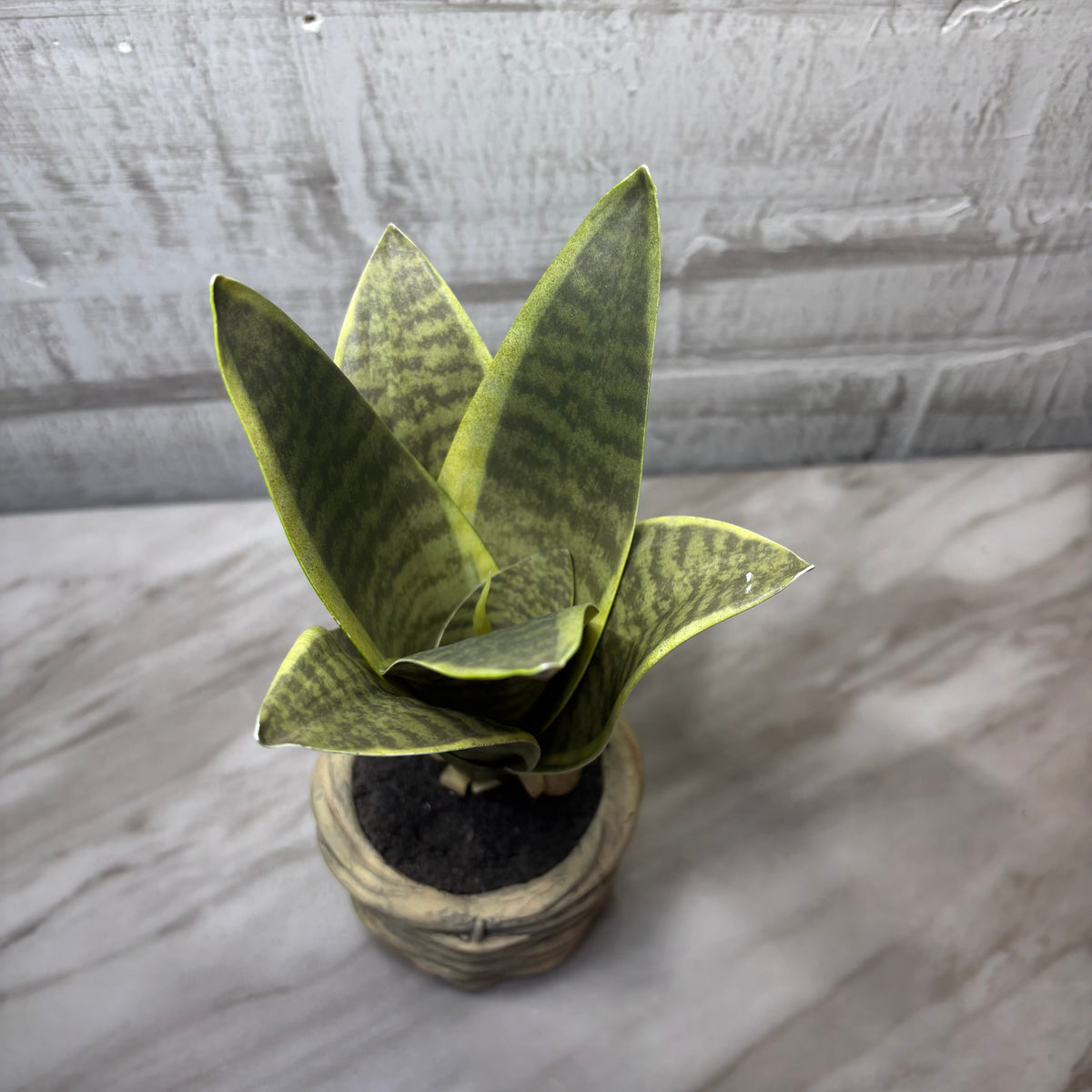 Faux Bird’s Nest Snake Plant