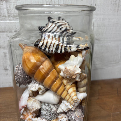 Glass Jar Full Of Seashells