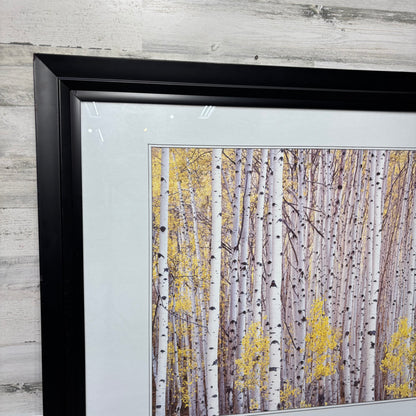Matted Framed Aspen Tree Art