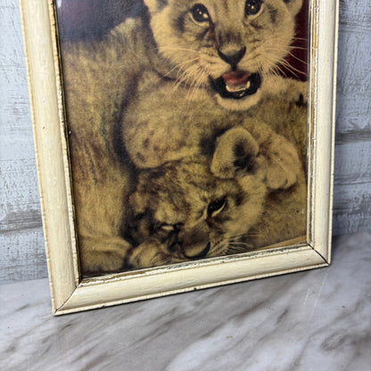 Vintage Lion Cubs Framed Print