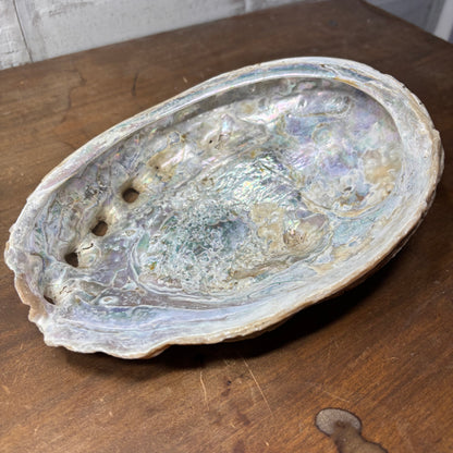 Abalone Iridescent Natural Seashell