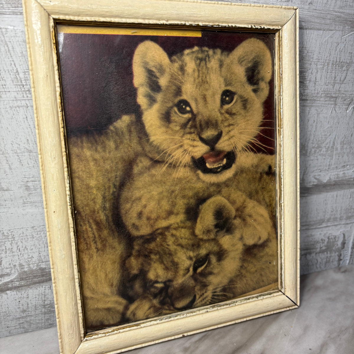 Vintage Lion Cubs Framed Print