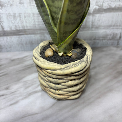 Faux Bird’s Nest Snake Plant