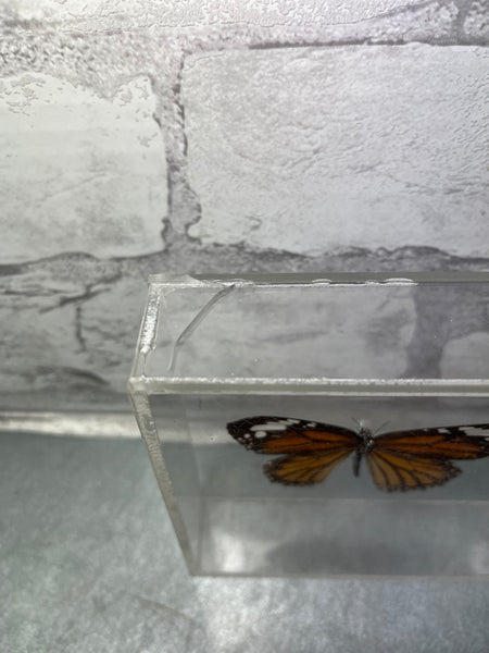 Preserved Monarch Butterfly In Acrylic Box Vintage Mid Century