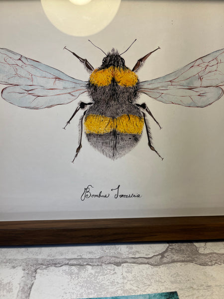 Bumblebee Framed Art