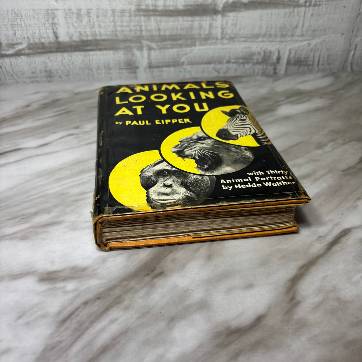 Vintage Animals Looking At You Hardcover Book