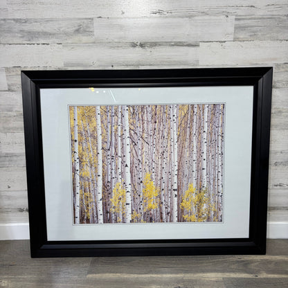 Matted Framed Aspen Tree Art