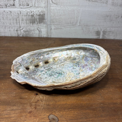 Abalone Iridescent Natural Seashell