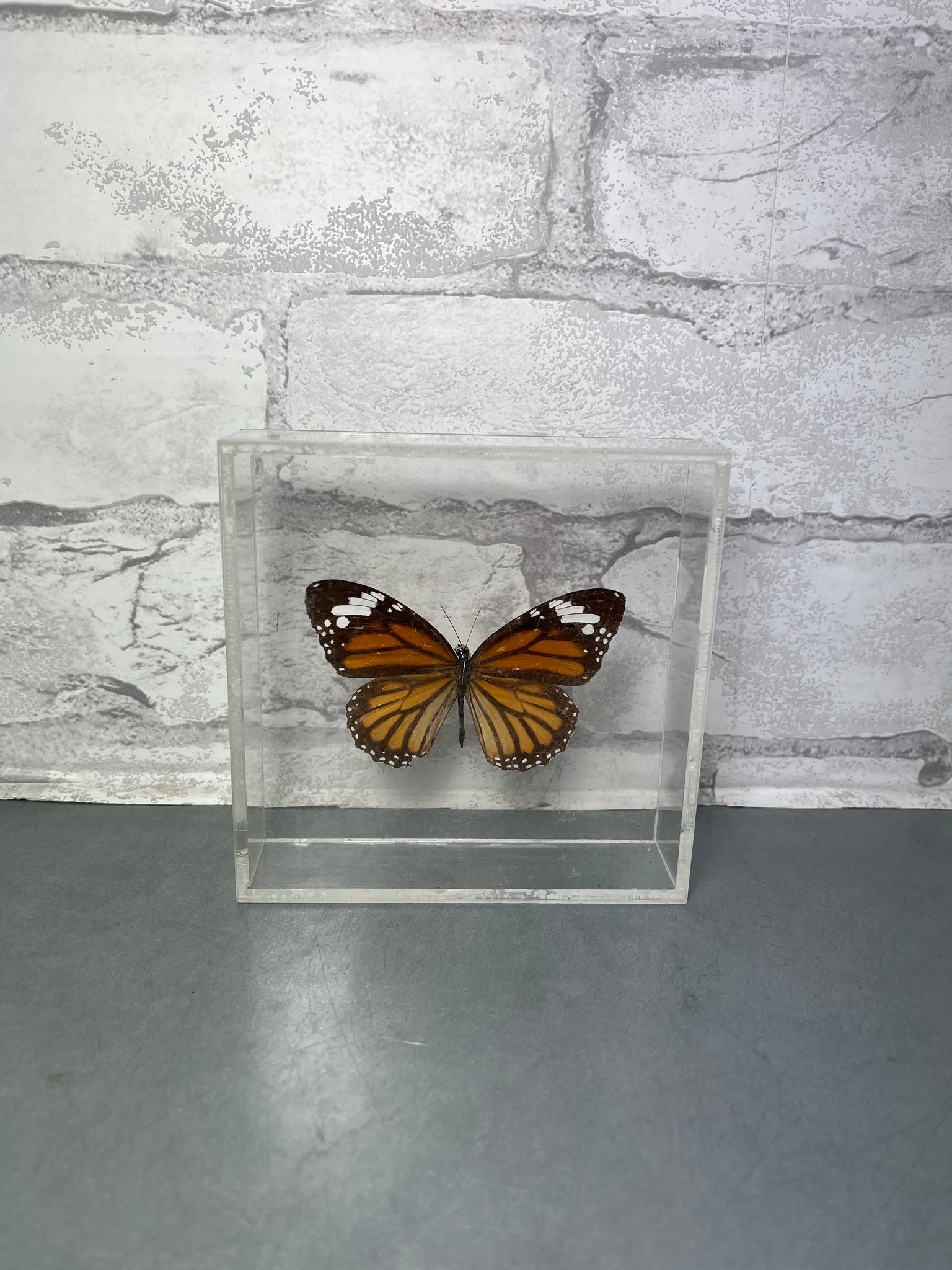 Preserved Monarch Butterfly In Acrylic Box Vintage Mid Century