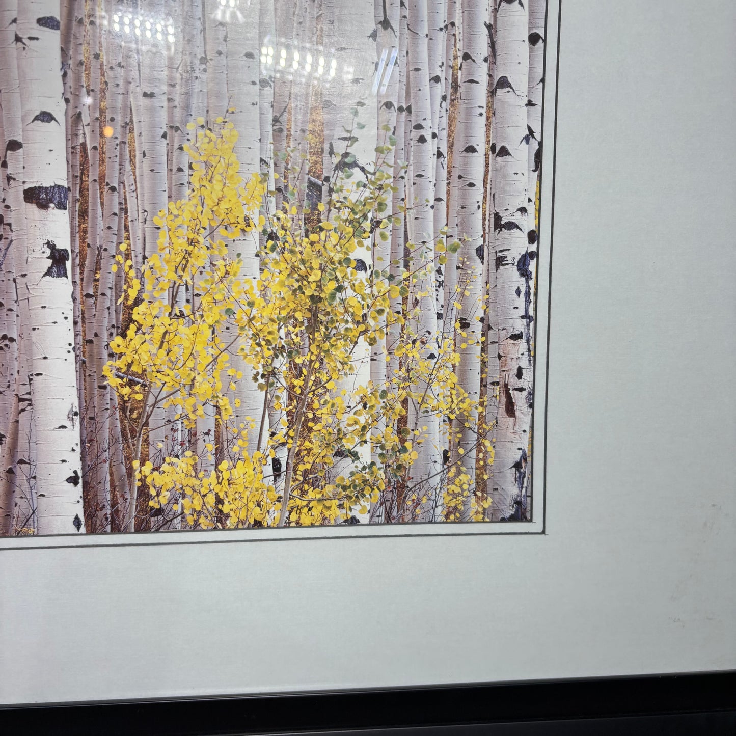 Matted Framed Aspen Tree Art