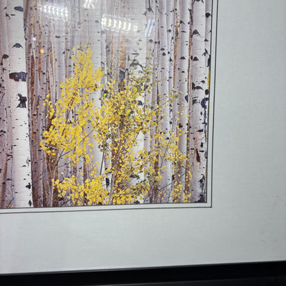 Matted Framed Aspen Tree Art