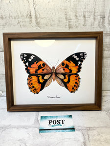 Monarch Butterfly Framed Art