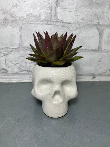 Live Succulent In White Skull Pot
