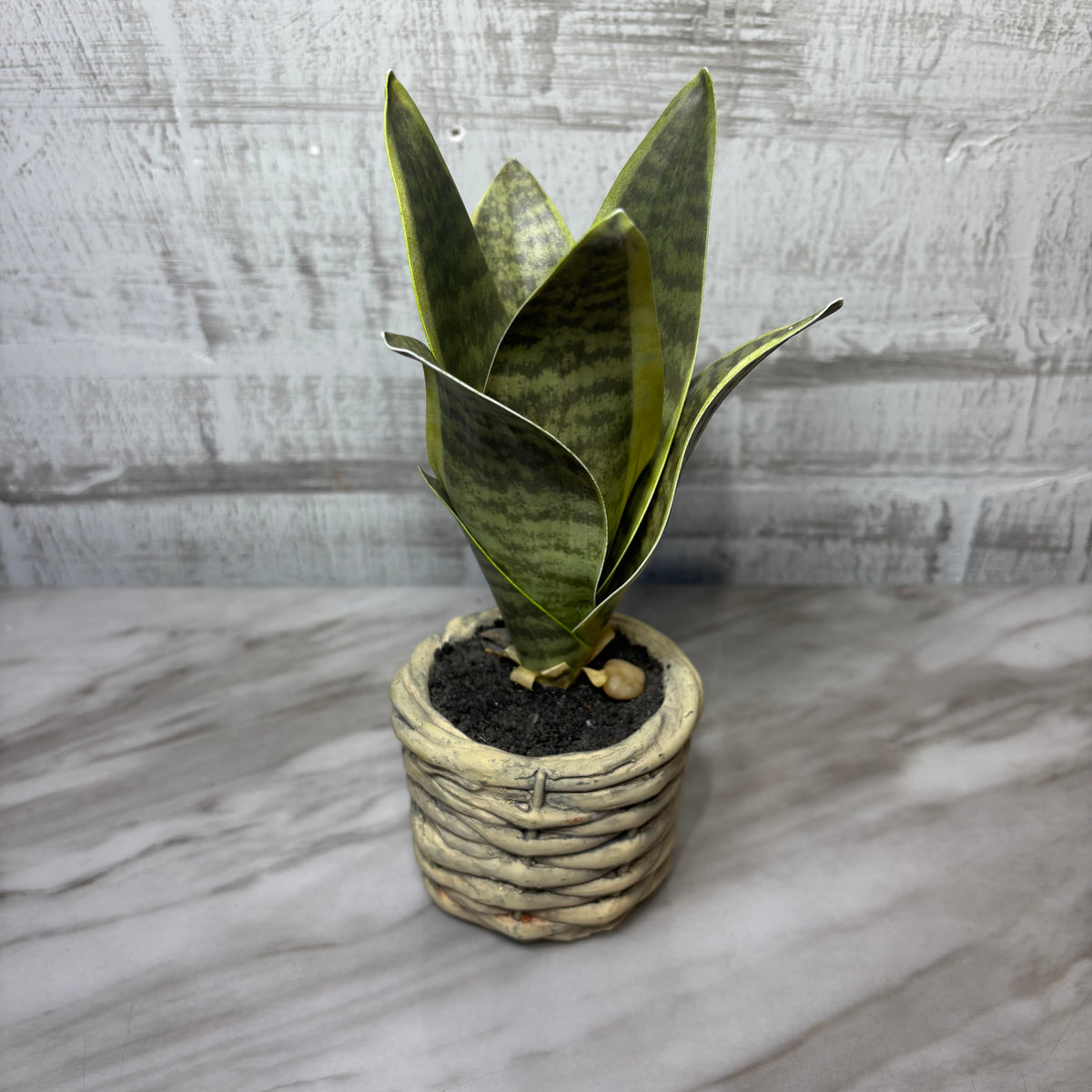 Faux Bird’s Nest Snake Plant