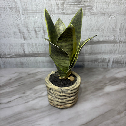 Faux Bird’s Nest Snake Plant