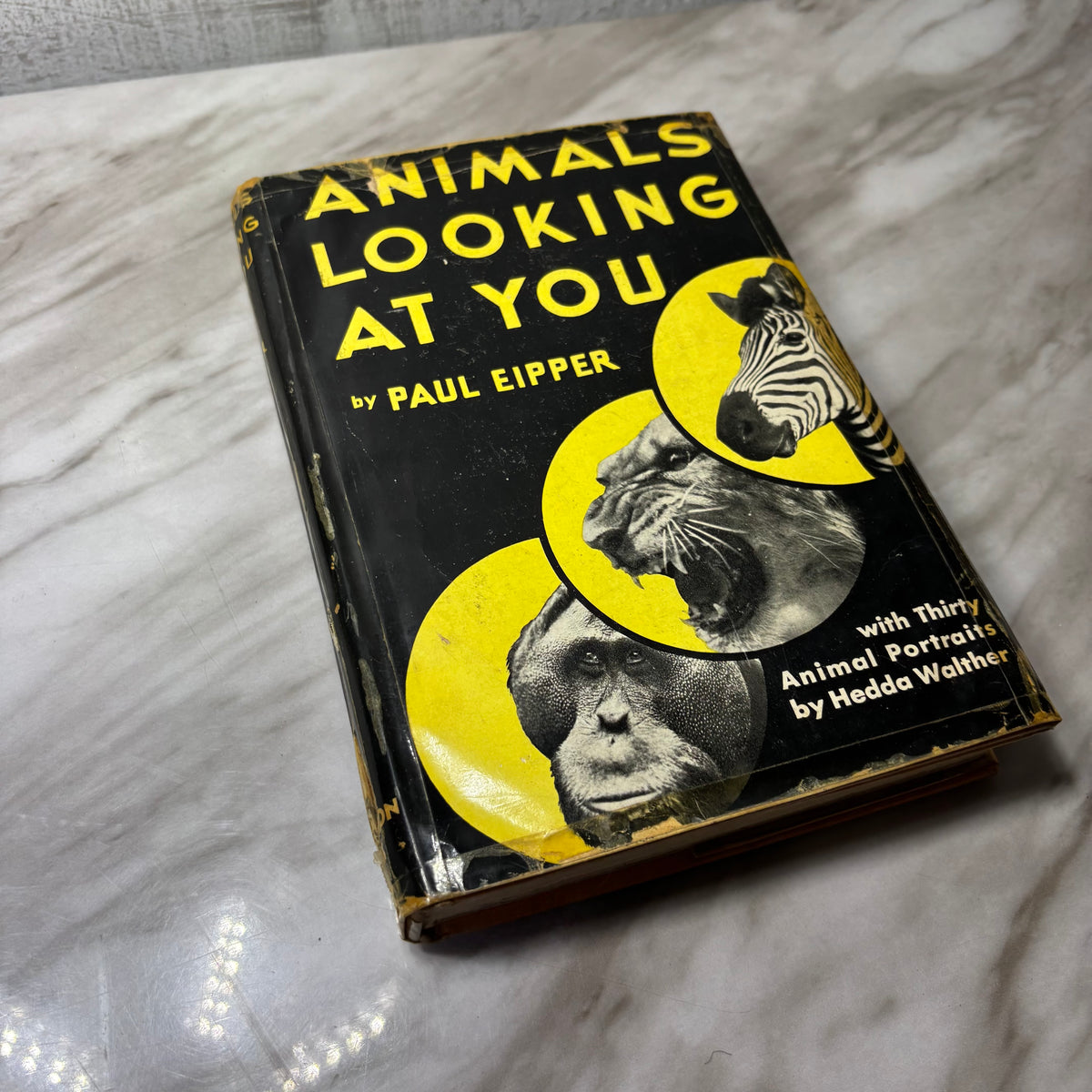 Vintage Animals Looking At You Hardcover Book