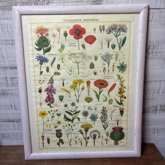 Cavallini Wildflower Specimens Framed Print
