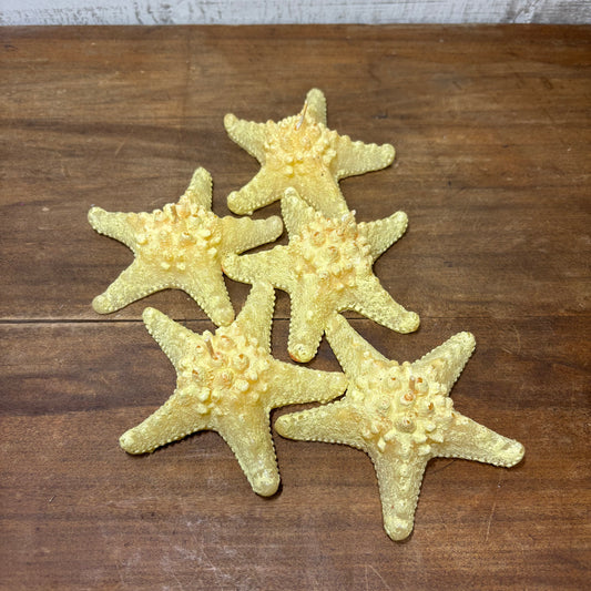 Nautical Knobby Horned Starfish Candles Set Of 5