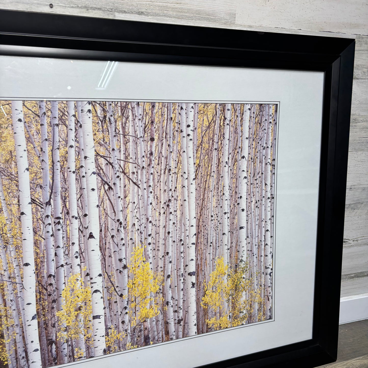Matted Framed Aspen Tree Art