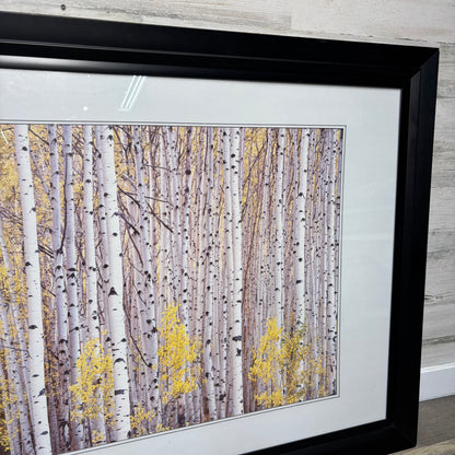 Matted Framed Aspen Tree Art