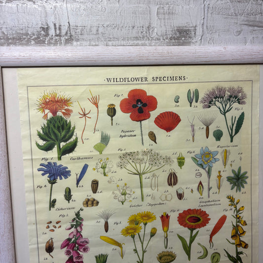 Cavallini Wildflower Specimens Framed Print
