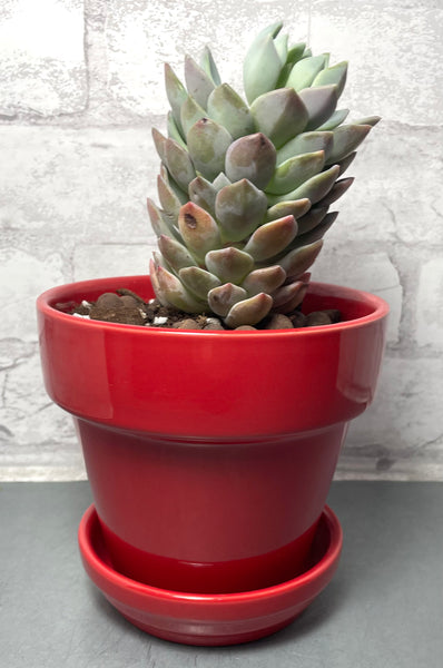 Live Succulent Plant W/ Red Planter Pot
