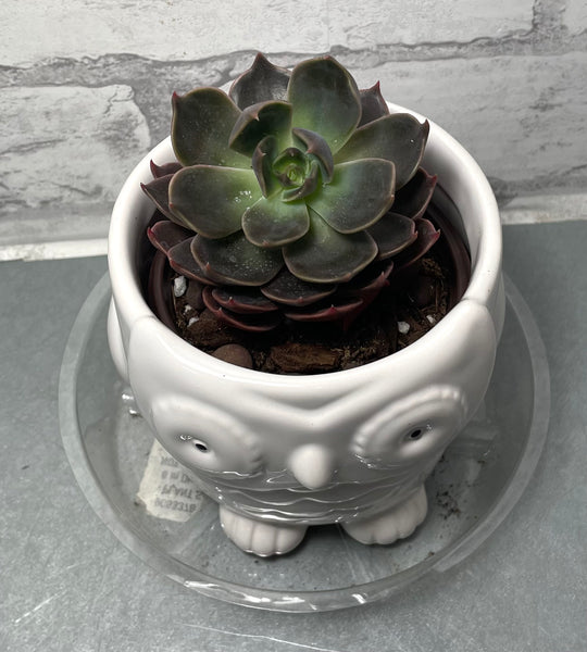 Live Succulent In An Owl Planter Pot