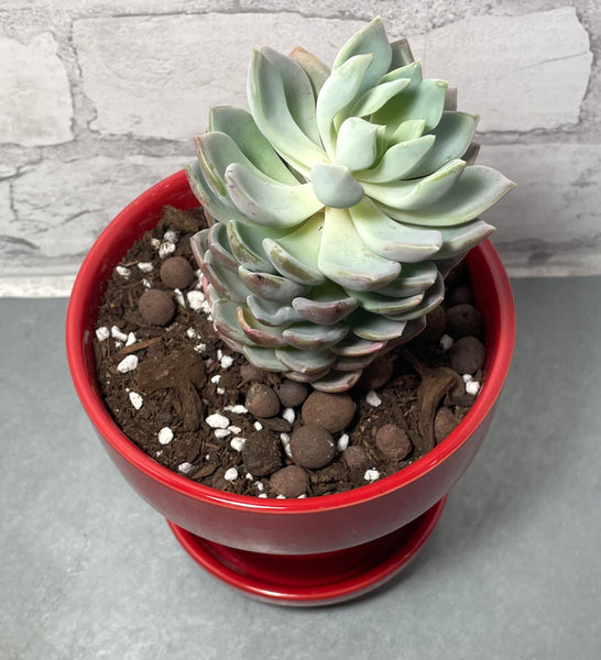 Live Succulent Plant W/ Red Planter Pot