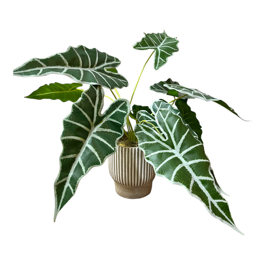 Artificial Alocasia Plant
