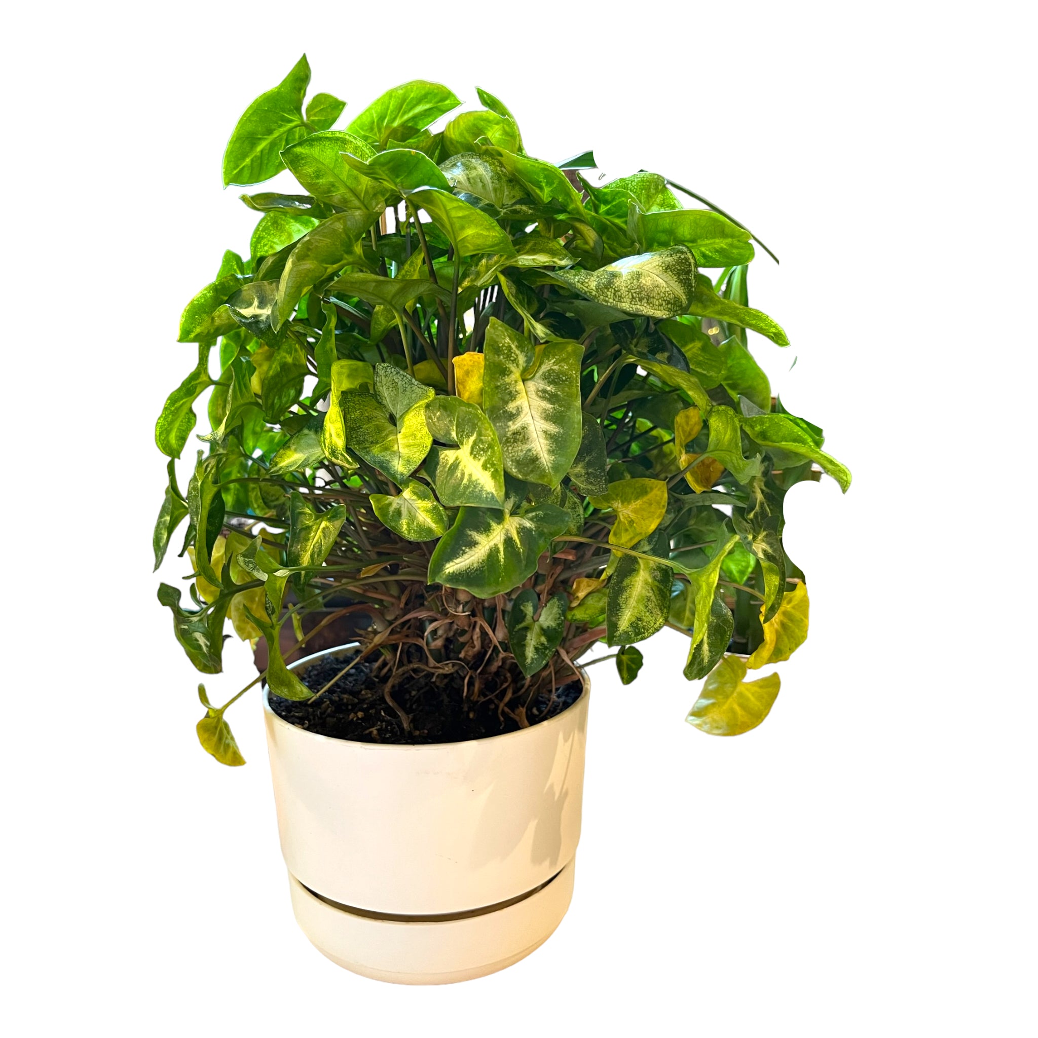 Syngonium Podophyllum “Pixie” Plant